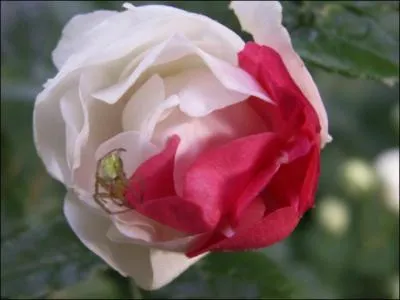 Charles VI fit planter trois (... ) gerbes de rosiers blancs et rouges,