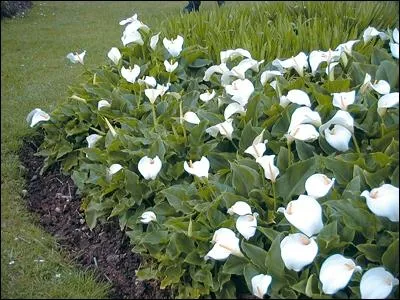 - trois (... ) plants d'arums, trois (... ) oignons de lis,