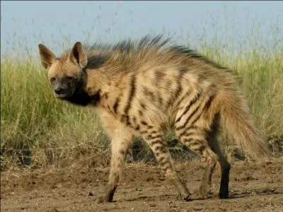 La hyne brune (ou raye) hrisse sa crinire pour paratre...