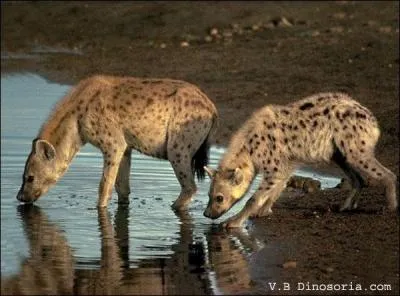 En Afrique du Sud, la hyne brune, galement appele  loup des plages ...