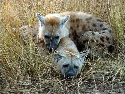 Une hyne tachete peut pourchasser...