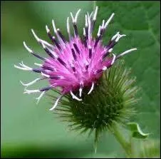 Je suis l'inventeur Georges de Mestral, qu'avais-je cr en m'inspirant de la plante la barbane ?