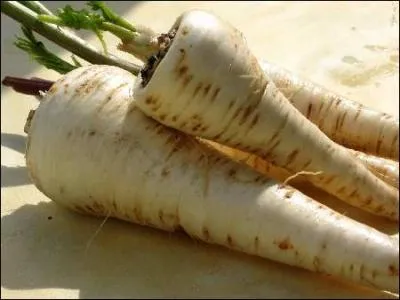 Je ressemble  une carotte blanche, je suis trs populaire en Grande-Bretagne et j'ai un petit got de noisette, je suis donc :