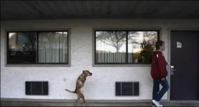 C'est un trucage, un chien ne peut pas se tenir debout et marcher continuellement sur deux pattes !