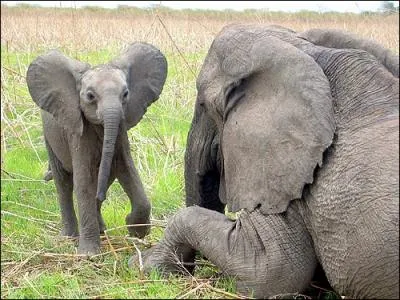 Manifestement cet lphanteau vient d'Asie !