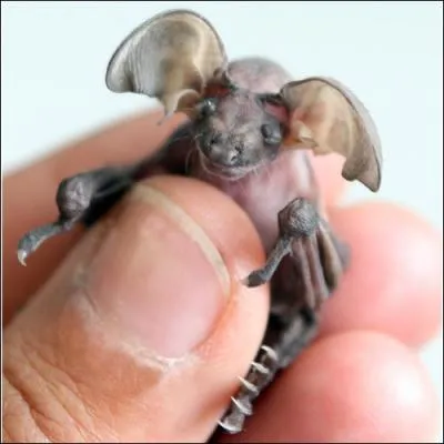 Depuis que le robot  Curiosity  s'est pos sur Mars, on a la preuve qu'il y a de la vie sur cette plante, voici la photo d'un martien, une chauve-souris !