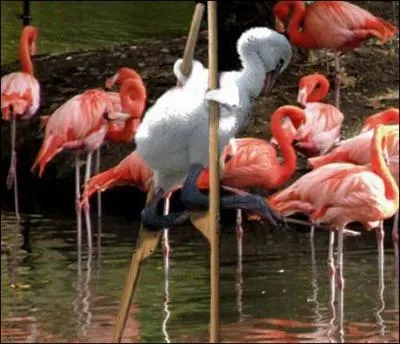 Ces oiseaux sont juchés sur de très longues pattes, ce sont des échassiers !