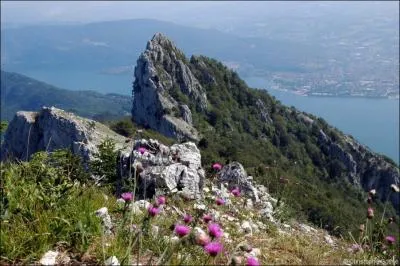 La  Dent du Chat  culmine  1390m,  proximit du lac du Bourget. De quel massif montagneux fait-elle partie ?