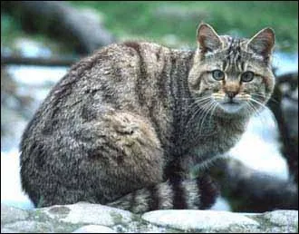 Quel nom donne-t-on au chat domestique retourn  l'tat sauvage ?