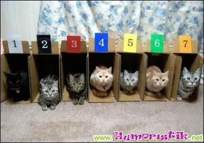 Qu'est-ce que la  Course des Chats , cre en 1934, et qui se droule en Belgique