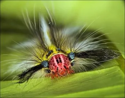 Une redoutable espce, fort heureusement trs rare, la scolopendre  moustaches !