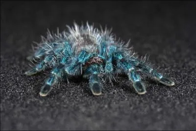 J'ai fait peindre cette araigne en bleu, juste avant de vous la montrer !