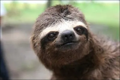 Vu de face, on a du mal  le reconnatre, pourtant c'est bien un fourmilier !