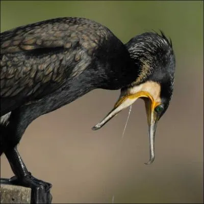 Facile  identifier, il s'agit du plican !