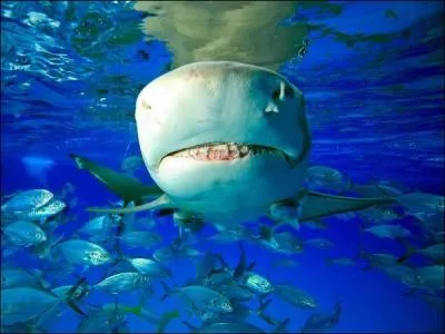 Il porte le nom d'un agrume, c'est le requin-orange !