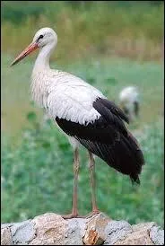 Je suis un oiseau chassier migrateur dont l'espce la plus connue, la blanche, atteint plus de 1 m de hauteur. Que suis-je ?