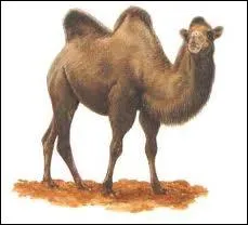 Je suis un mammifre ruminant d'Asie centrale,  deux bosses graisseuses sur le dos, adapt  la vie dans les rgions arides o je sers de monture et d'animal de trait. Je suis un :