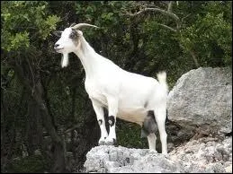 Je suis un petit ruminant  cornes arques vers l'arrire et au menton barbu. Que suis-je ?