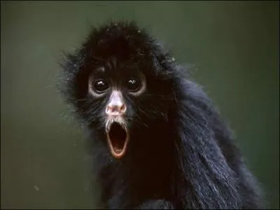 C'est en Afrique que l'on peut admirer ce singe, l'atle noir ou singe-araigne !