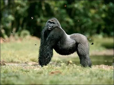 Pour rencontrer cet orang-outan, prenez l'avion pour Borno !