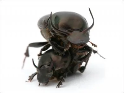 C'est le scarabe bousier le plus fort du monde, l'onthophagus taurus, il peut tirer 1141 fois son propre poids !