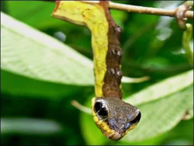 Ce serpent est une vipre arboricole !