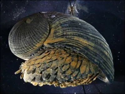 La coquille de ce coquillage marin de l'Ocan indien, le crysomallon squamiferum, est compose en partie d'un mtal, le fer !