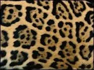 Dans les annes 1960, plus de 15 000 peaux de jaguars par an provenaient de l'Amazonie brsilienne.