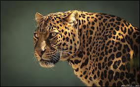 Quel est le nom latin du jaguar ?