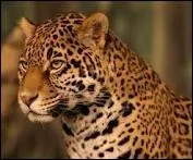 De quelle famille fait-il partie ?