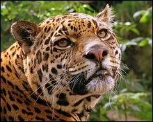 Parmi ces affirmations, laquelle le caractrise ?