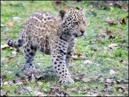  combien de petits une femelle peut-elle donner naissance ?