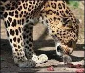 Son rgime alimentaire comprend 87 espces.