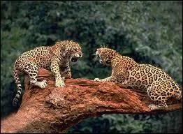 En 1991,  combien estimait-on le nombre de jaguars vivant au Belize ?