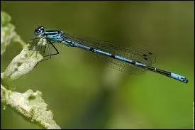 Je peux tre le nom donn  une jeune fille ou une femme non marie. Je suis aussi le nom d'une libellule de couleur bleue :