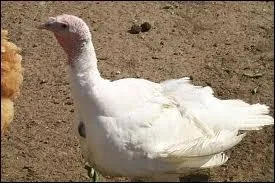 Je suis la femelle du dindon. Je suis un/une :