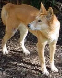 Je suis un chien sauvage d'Australie et je porte galement le nom d'un personnage de l'univers de Walt Disney. Que suis-je ?