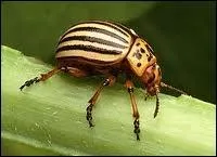 Je suis un insecte coloptre qui se nourrit de feuilles de pommes de terre et je fais partie de la famille des chrysomlids. Je suis un/une :