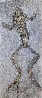 Les ichthyostgids sont les premiers amphibiens connus.