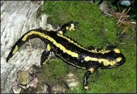 La salamandre est-elle un amphibien ?