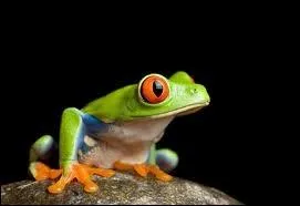 Quel est le nom latin de la grenouille aux yeux rouges ?