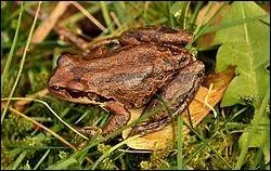 Quelle est cette espce ?