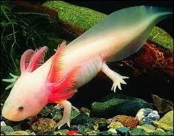 Quelle est la principale particularit de l'Axolotl ?