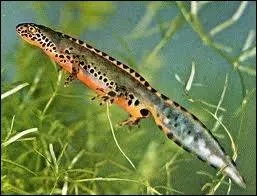 De quelle famille fait partie le triton ?