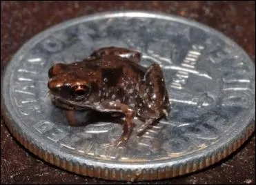 Quelle est la taille de la plus petite grenouille  l'tat adulte ?