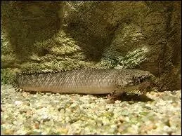 Le protoptre est un  poisson amphibien  qui peuple la Terre depuis 400 millions d'annes.