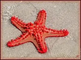 Je suis un chinoderme en forme d'toile  cinq branches, carnassier, aux bras souples. Je suis un/une :