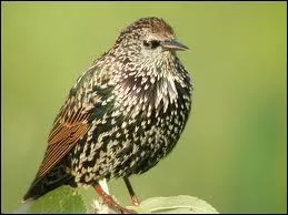 Je suis un passereau au plumage sombre, tachet de blanc. Insectivore et frugivore, je fais partie de la famille des sturnids. Que suis-je ?
