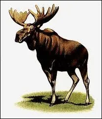 Je suis un cerf aux bois aplatis qui vit en Scandinavie, en Sibrie et au Canada, o je suis appel orignal. Que suis-je ?