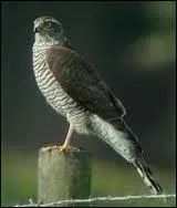 Je suis un oiseau rapace diurne, commun dans les bois, o je chasse les petits oiseaux. Je suis un :